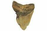 Bargain, Fossil Megalodon Tooth - North Carolina #296435-1